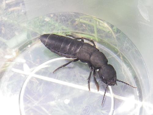 Ocypus olens
